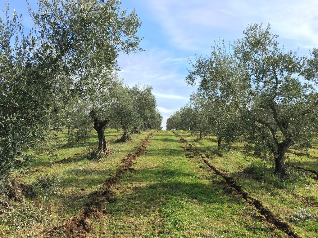 Il Casale Degli Ulivi - Agriturismo